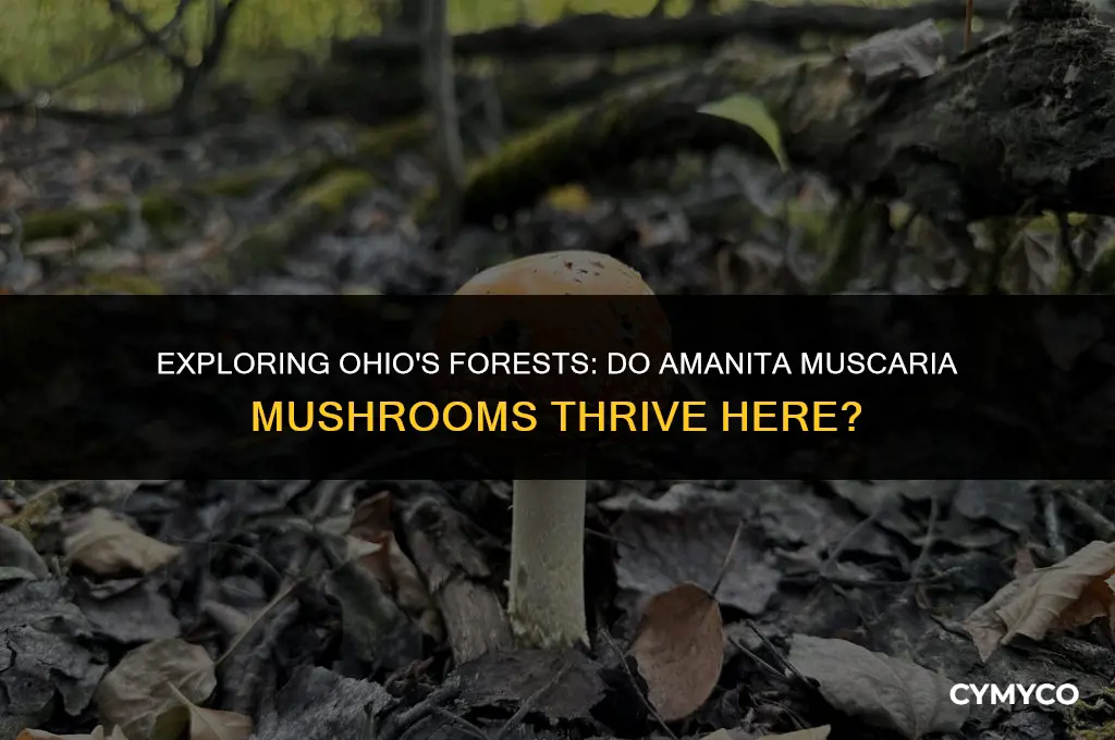 do amanita muscaria grow in ohio