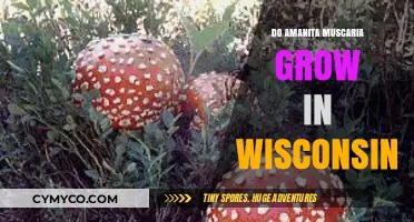 Exploring the Presence of Amanita Muscaria in Wisconsin's Forests