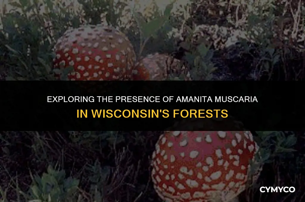 do amanita muscaria grow in wisconsin