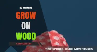 Exploring Amanita Mushrooms: Do They Thrive on Wood?