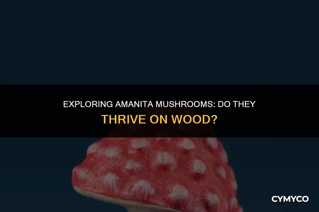 do amanitas grow on wood