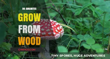 Exploring the Myth: Do Amanites Really Grow from Wood?