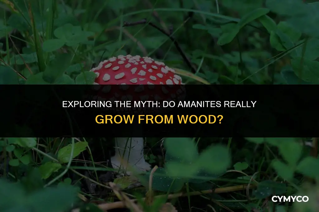 do amanites grow from wood