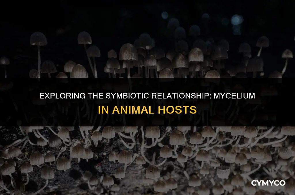 do animals contain mycelium