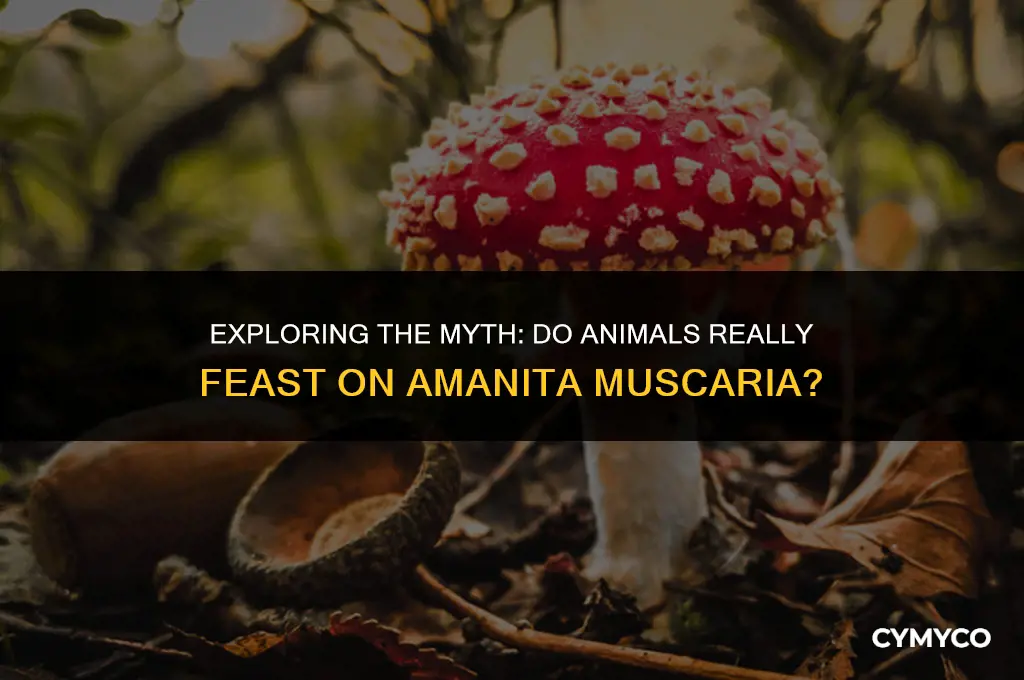 do animals eat amanita muscaria