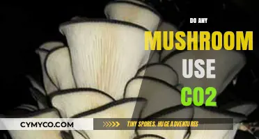 Do Mushrooms Absorb CO2? Exploring Their Unique Carbon Relationship