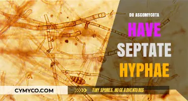 Exploring the Septate Hyphae Structure in Ascomycota Fungi