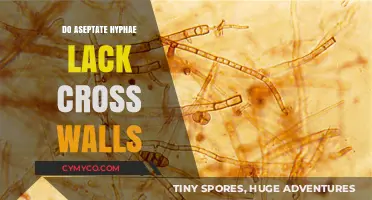 Exploring the Unique Structure of Aseptate Hyphae: A Deep Dive