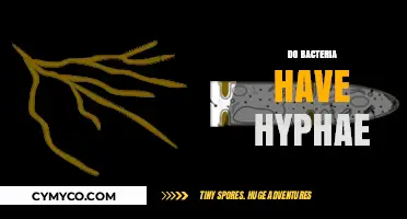Exploring Microbial Structures: Do Bacteria Form Hyphae?