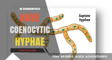 Exploring the Unique Hyphal Structure of Basidiomycota Fungi