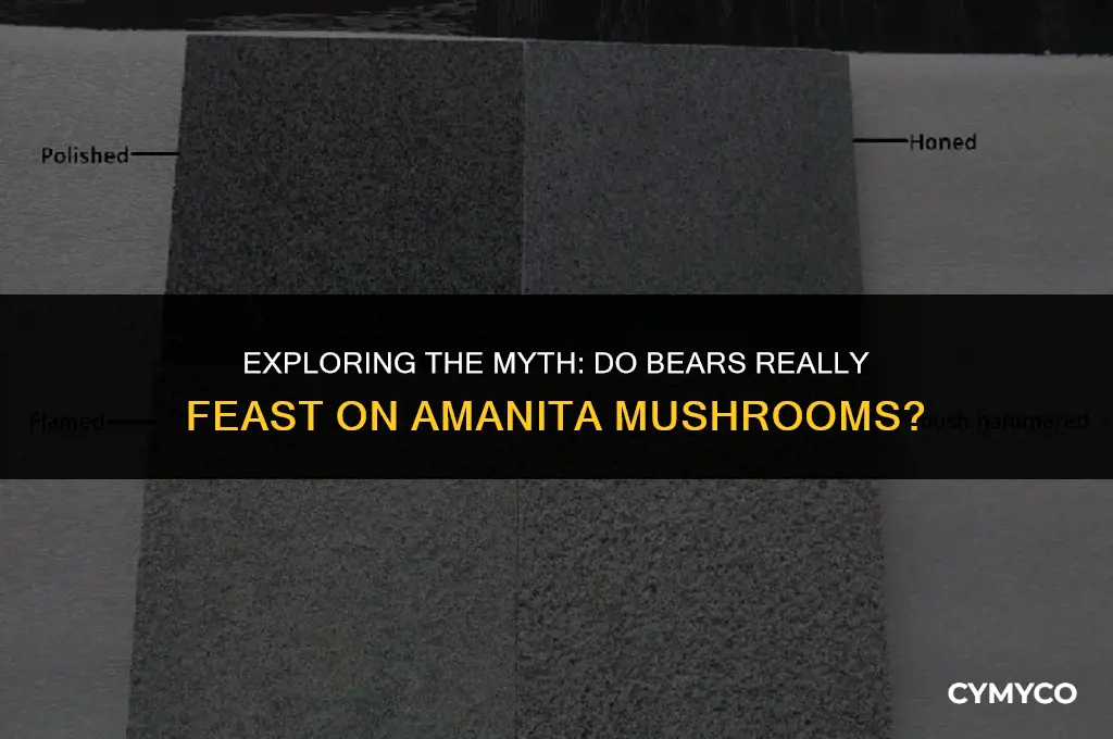do bears eat amanita muscaria