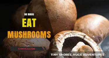 Do Birds Eat Mushrooms? Exploring Nature's Surprising Dietary Habits