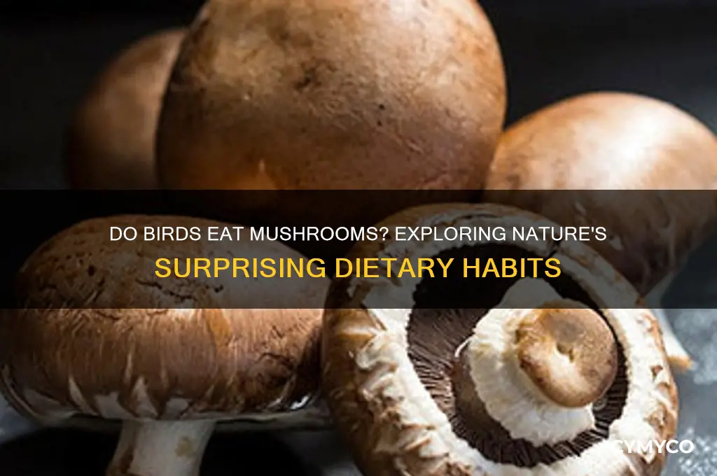 do birds eat mushrooms