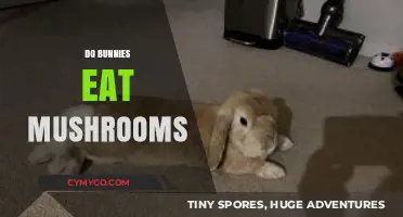 Can Bunnies Safely Eat Mushrooms? A Complete Guide for Owners