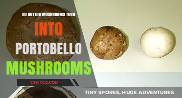 From Button to Bello: The Magical Transformation of Mushrooms