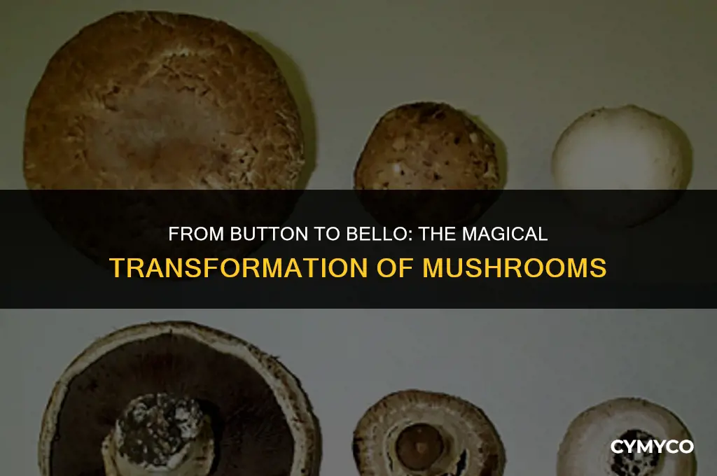 do button mushrooms turn into portobello mushrooms