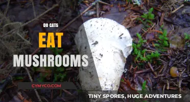 Feline Foraging: The Truth About Cats and Mushrooms