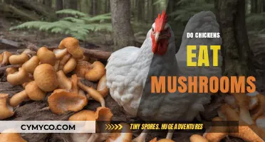 Can Chickens Safely Eat Mushrooms? A Complete Feeding Guide