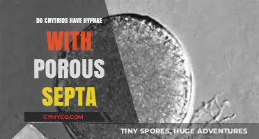 Exploring Chytrid Hyphae: The Mystery of Porous Septa Unveiled