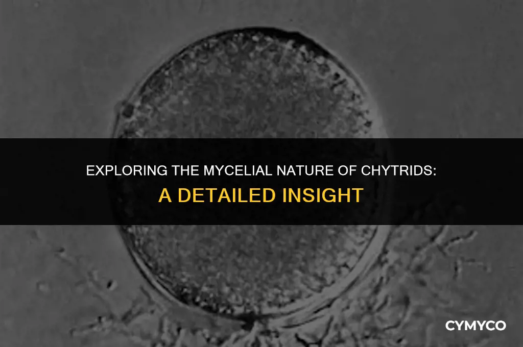 do chytrids have mycelium