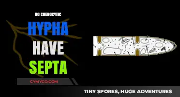 Understanding Coenocytic Hyphae: Septa Presence and Function