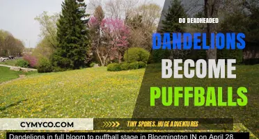 From Blossoms to Puffballs: The Dandelion's Journey After Deadheading