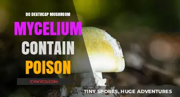 Exploring the Toxicity of Deathcap Mushroom Mycelium: Facts and Myths
