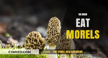 Do Deer Eat Morels? Unveiling the Truth About Forest Foragers