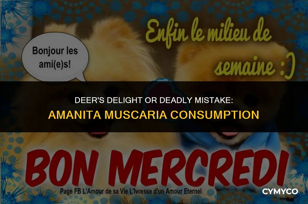 do deer eating amanita muscaria