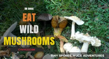 Exploring the Risks: Should Dogs Forage for Wild Mushrooms?