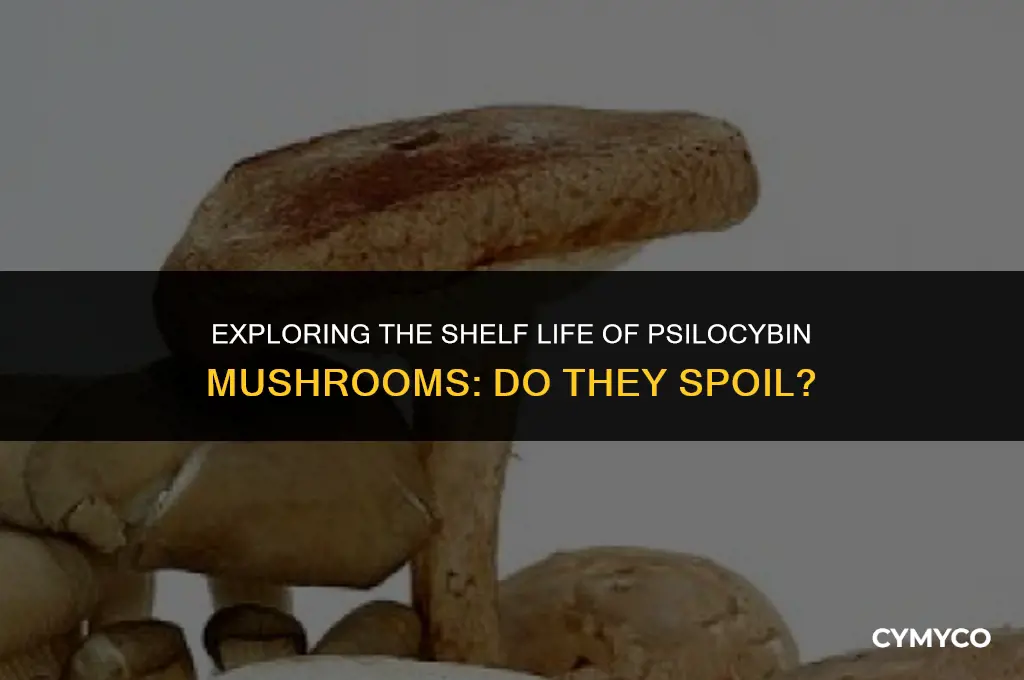 do drug mushrooms go bad