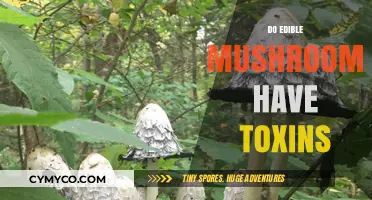Exploring the Hidden Dangers: Do Edible Mushrooms Contain Toxins?
