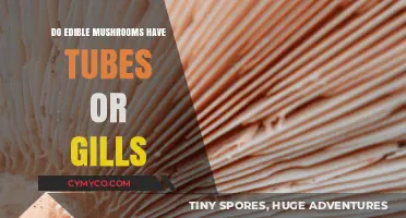 Exploring the Hidden World: Do Edible Mushrooms Have Tubes or Gills?