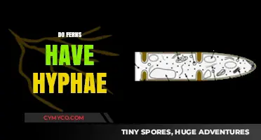 Exploring the Hidden World: Do Ferns Have Hyphae?