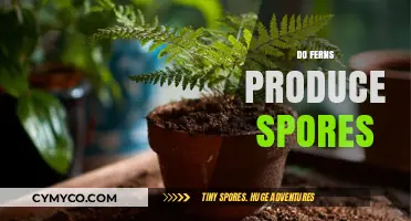 Unveiling the Mysteries: Do Ferns Produce Spores?