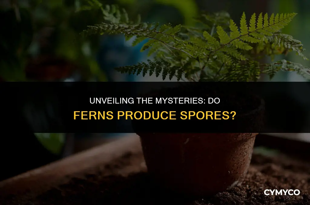 do ferns produce spores