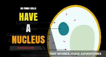 Exploring the Intricacies: Do Fungi Cells Harbor a Nucleus?