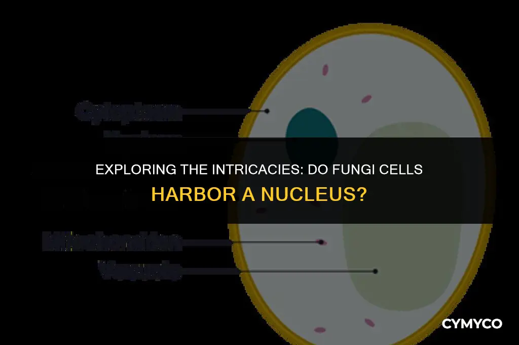 do fungi cells have a nucleus