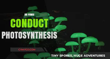 Exploring the Unique World of Fungi: Photosynthesis and Beyond