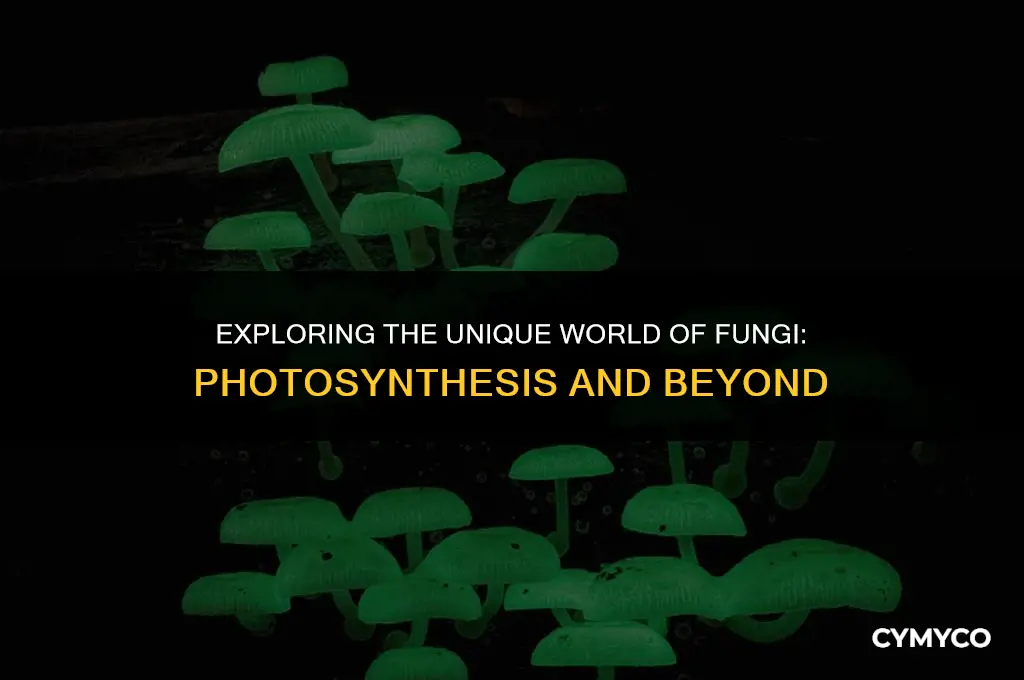do fungi conduct photosynthesis