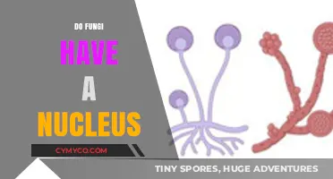Exploring Fungi's Cellular Structure: Do They Possess a Defined Nucleus?
