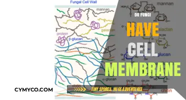 Exploring the Cellular Boundaries of Fungi: Do They Have Cell Membranes?