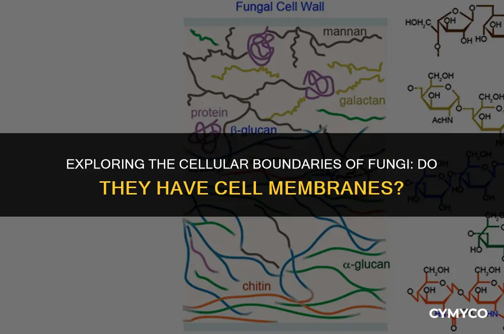 do fungi have cell membranes