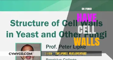 Exploring Fungi's Structure: Do They Have Cell Walls?