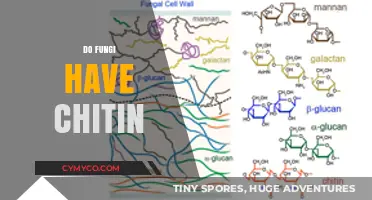 Exploring the Chitin Mystery: A Deep Dive into Fungi's Cellular Structure