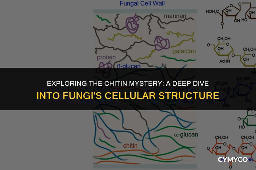 do fungi have chitin