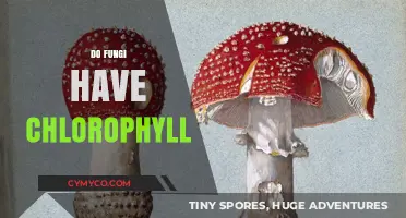 Exploring the Myth: Do Fungi Really Contain Chlorophyll?