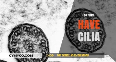 Exploring the Microscopic World: Do Fungi Have Cilia?