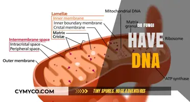 Exploring the Genetic Blueprint of Fungi: Do They Have DNA?