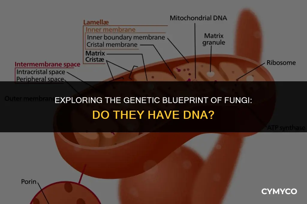 do fungi have dna
